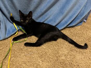 Rescue Domestic Short Hair Cats for Adoption in Mountain Home, Arkansas - Nigel | PetCurious