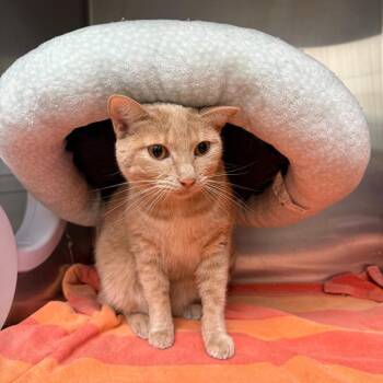Hot Honey -  Domestic Short Hair Cat for Adoption in Los Angeles, California - Hot Honey | PetCurious