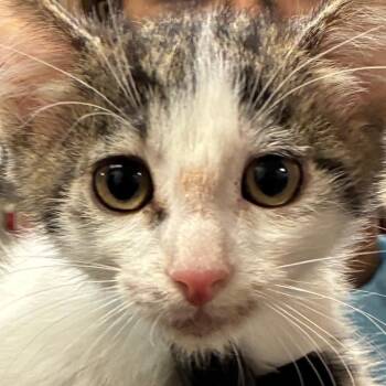 Tech -  Domestic Short Hair Cat for Adoption in Yuma, Arizona - Tech | PetCurious