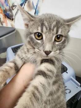 Domestic Short Hair Cats Available for Adoption in Seneca, South Carolina - Pippa $75 @PetSmart | PetCurious