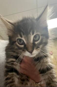 Domestic Medium Hair Cats Available for Adoption in Greenfield, Indiana - Mason | PetCurious