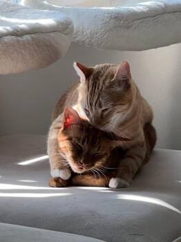 Domestic Short Hair Cats Available for Adoption - Benito (Fka Sherbert) | PetCurious