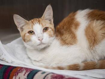 Domestic Short Hair Cats Available for Adoption in Phoenix, Arizona - CALISTA | PetCurious