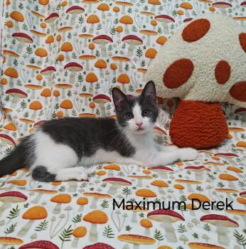 Maximum Derek -  Domestic Short Hair Cat for Adoption in Topeka, Kansas - Maximum Derek | PetCurious