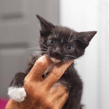 Cricket -  Domestic Short Hair Cat for Adoption in Parrish, Alabama - Cricket | PetCurious