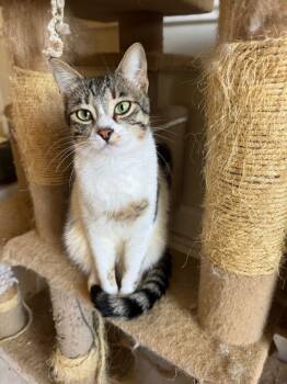 Rescue Domestic Short Hair Cats for Adoption in Brampton, Ontario - Maria | PetCurious