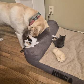 Domestic Short Hair Cats Available for Adoption - Lovey | PetCurious