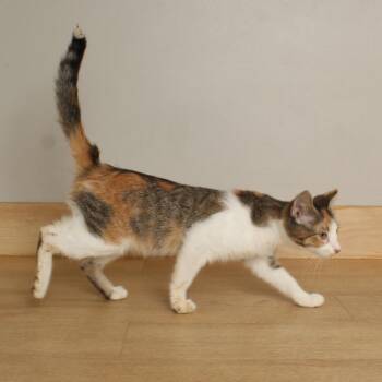 Quinley C70399 -  Domestic Short Hair Cat for Adoption in Minnetonka, Minnesota - Quinley C70399 | PetCurious