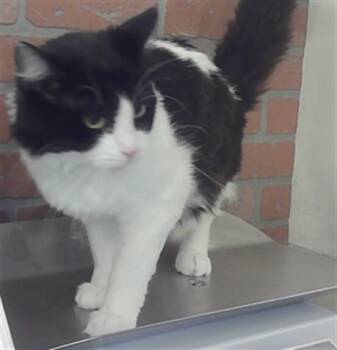 Domestic Medium Hair and Domestic Short Hair Cats Available for Adoption in Houston, Texas - STAR | PetCurious