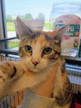 Kaleidoscope -  Domestic Short Hair Cat for Adoption in Beatrice, Nebraska - Kaleidoscope | PetCurious