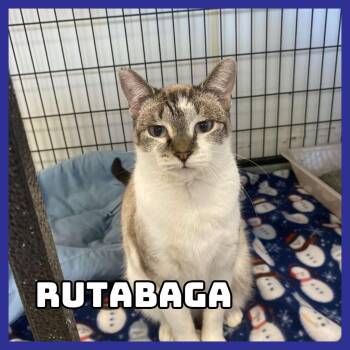 Rescue Domestic Short Hair Cats for Adoption in Glenwood, Minnesota - Rutabaga | PetCurious