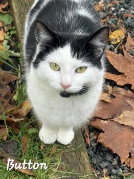 Domestic Medium Hair Cats Available for Adoption in Chilliwack, British Columbia - Button | PetCurious