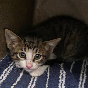 Suds -  Domestic Short Hair Cat for Adoption in Abilene, Texas - Suds | PetCurious