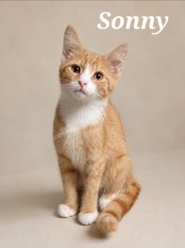 Sonny -  Tabby Cat for Adoption in Monroeville, Pennsylvania - Sonny | PetCurious