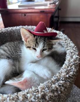 Domestic Short Hair Cats Available for Adoption in North Babylon, New York - Phillip | PetCurious