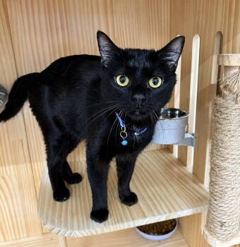 Sunday 1 year female AVAILABLE 6/24 -  Domestic Short Hair Cat for Adoption in Sterling, Massachusetts - Sunday 1 Year Female AVAILABLE 6/24 | PetCurious