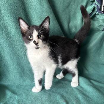 Kestrel -  Domestic Short Hair Cat for Adoption in Waterloo, Iowa - Kestrel | PetCurious