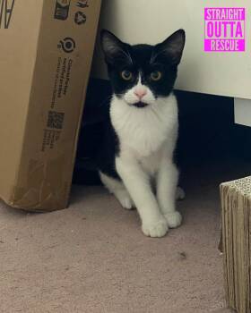 Rescue Tuxedo Cats for Adoption in Vancouver, British Columbia - Zorro | PetCurious