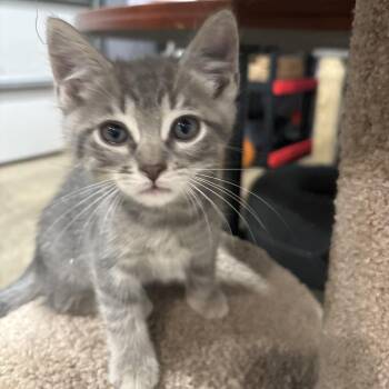 Jackson -  Domestic Short Hair Cat for Adoption in Shelbyville, Indiana - Jackson | PetCurious
