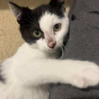 Domestic Short Hair Cats Available for Adoption in Renton, Washington - Averson | PetCurious