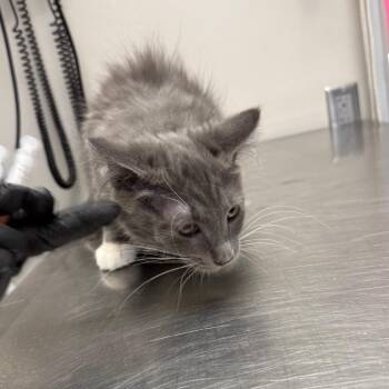 Guillermo -  Domestic Medium Hair Cat for Adoption in Great Falls, Montana - Guillermo | PetCurious