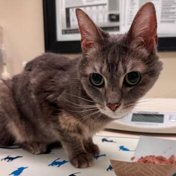 Ismene -  Domestic Short Hair Cat for Adoption in Lynchburg, Virginia - Ismene | PetCurious