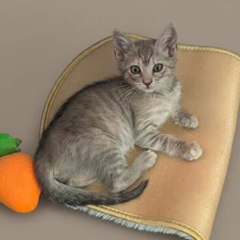 Macaroni -  Domestic Short Hair Cat for Adoption in Tustin, California - Macaroni | PetCurious
