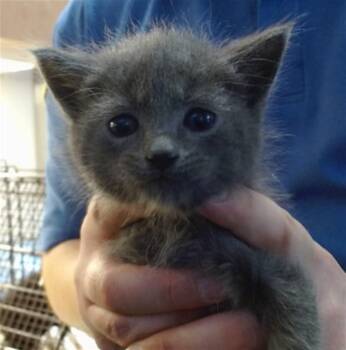 SCOOBY -  Domestic Short Hair Cat for Adoption in Sacramento, California - SCOOBY | PetCurious