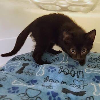 Molly -  Domestic Short Hair Cat Available for Adoption - Molly | PetCurious