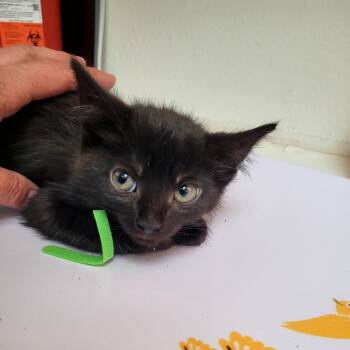 June 5 Green -  Domestic Medium Hair Cat for Adoption in Belfair, Washington - June 5 Green | PetCurious