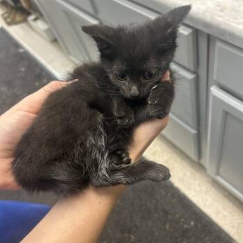Sydney -  Domestic Short Hair Cat for Adoption in Lewisburg, West Virginia - Sydney | PetCurious