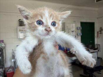 TOMMY -  Domestic Short Hair Cat for Adoption in San Bernardino, California - TOMMY | PetCurious