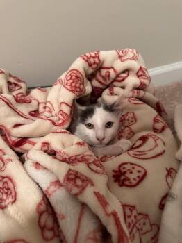 Nimbus -  Domestic Short Hair Cat for Adoption in Virginia Beach, Virginia - Nimbus | PetCurious