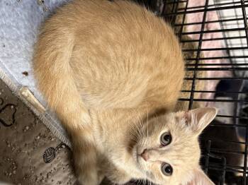 Rescue Domestic Short Hair Cats for Adoption in NEW PT RICHEY, Florida - Foxtrot | PetCurious