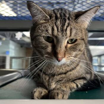 Domestic Short Hair Cats Available for Adoption - Mary Had A Little Lamb | PetCurious