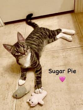Sugar Pie - Courtesy Post -  Tabby and Tuxedo Cat for Adoption in North Richland Hills, Texas - Sugar Pie - Courtesy Post | PetCurious