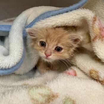 Fennekin -  Domestic Short Hair Cat for Adoption in Redwood City, California - Fennekin | PetCurious