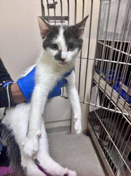 Domestic Short Hair Cats Available for Adoption in Passaic, New Jersey - Mason | PetCurious