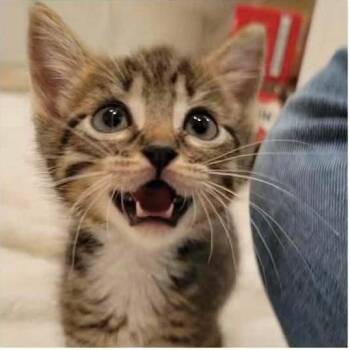 Hogun -  Domestic Short Hair Cat for Adoption in Buffalo, Minnesota - Hogun | PetCurious