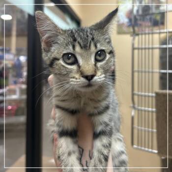 FWT Itty Bitty -  Domestic Short Hair Cat for Adoption in Midland, Texas - FWT Itty Bitty | PetCurious