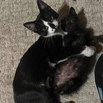 Riddler -  Domestic Short Hair Cat for Adoption in Veneta, Oregon - Riddler | PetCurious