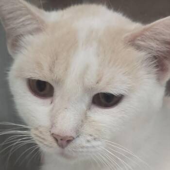 Bonnie -  Domestic Short Hair Cat for Adoption in Orange, Virginia - Bonnie | PetCurious