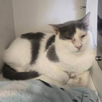 Domestic Short Hair Cats Available for Adoption in Phoenixville, Pennsylvania - Dutchess | PetCurious