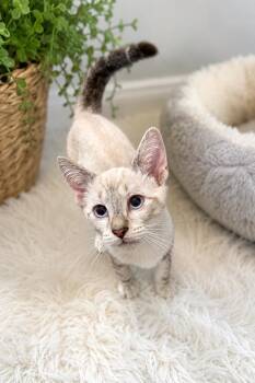 Brady Napa -  Siamese Cat for Adoption in Napa, California - Brady Napa | PetCurious