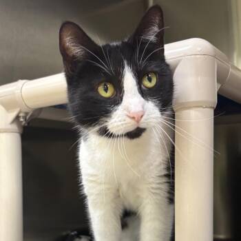 Domestic Short Hair Cats Available for Adoption - Larie | PetCurious