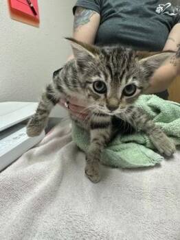 Domestic Short Hair Cats Available for Adoption in Sacramento, California - Rimekin | PetCurious