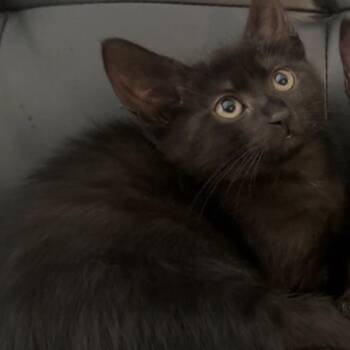 Ronnie -  Domestic Medium Hair Cat for Adoption in West Palm Beach, Florida - Ronnie | PetCurious
