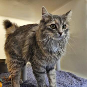 Domestic Long Hair Cats Available for Adoption in Harrisonburg, Virginia - Chrissy | PetCurious