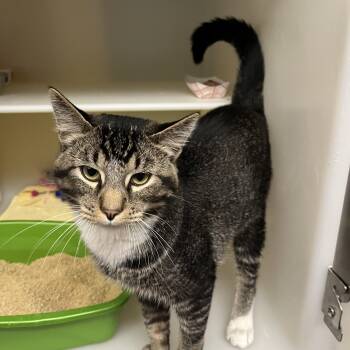 Domestic Short Hair Cats Available for Adoption in Salisbury, Massachusetts - Pinstripe | PetCurious