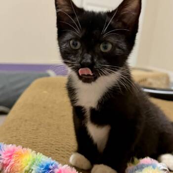 Artemis Rook -  Domestic Short Hair Cat for Adoption in Fredericksburg, Virginia - Artemis Rook | PetCurious